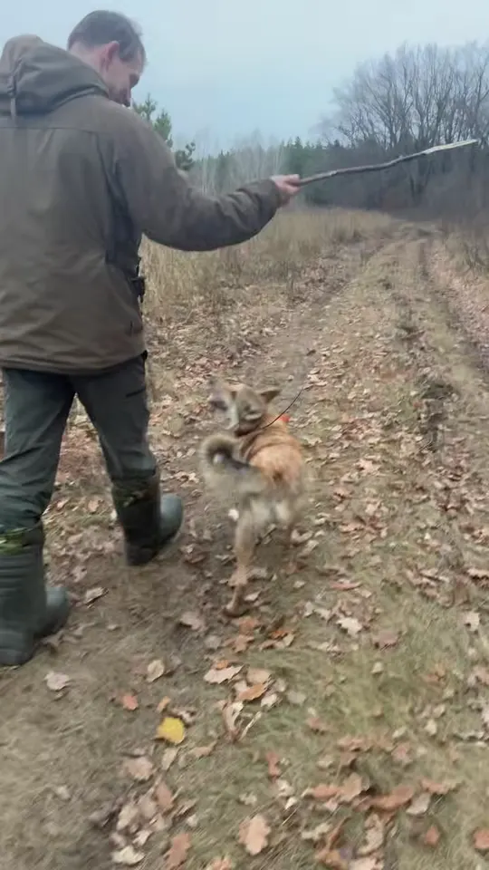 Испытания по кабану в Самаре — западно-сибирская лайка Умка