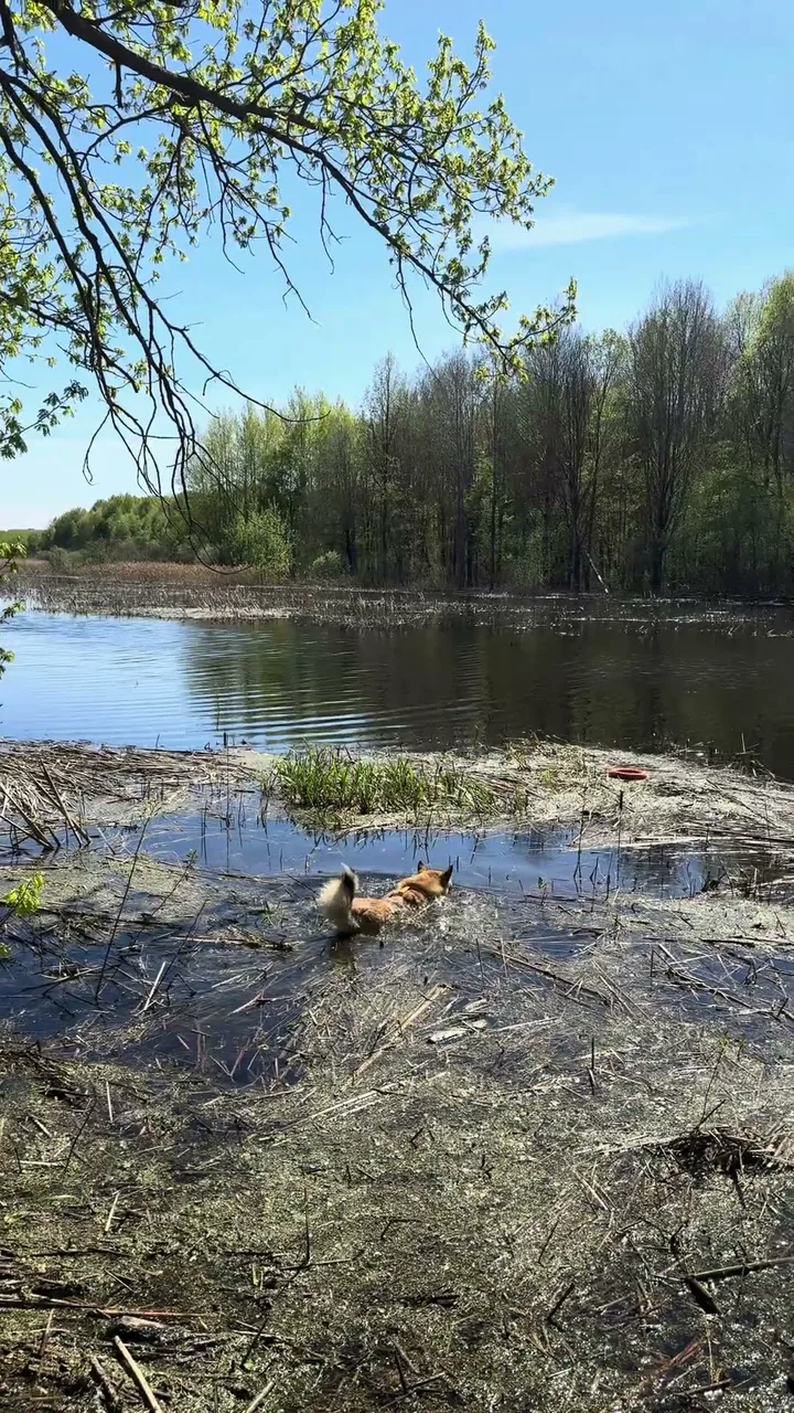 Команда «Подай» из воды — западно-сибирская лайка Умка